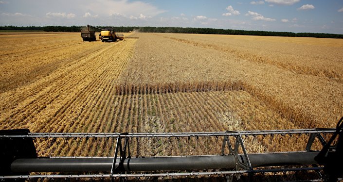 Sputnik Виталий Тимкив Лучший за всю историю современной РФ урожай зерна ожидается в 2016
