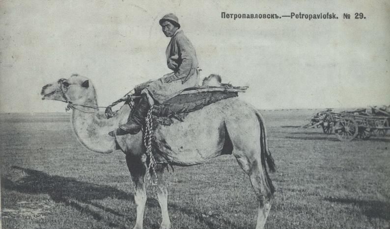 Двугорбый верблюд, архивное фото