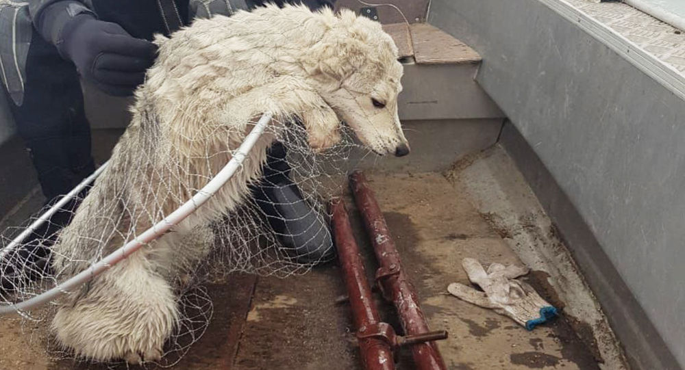 Спасателям удалось снять со льдины бездомную собаку в Кокшетау