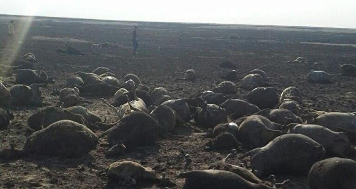 Картинки по запросу Полторы тысячи овец и чабан сгорели после удара молнии в Казахстане