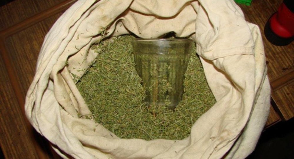 У карагандинца дома обнаружили около 70 кг марихуаны