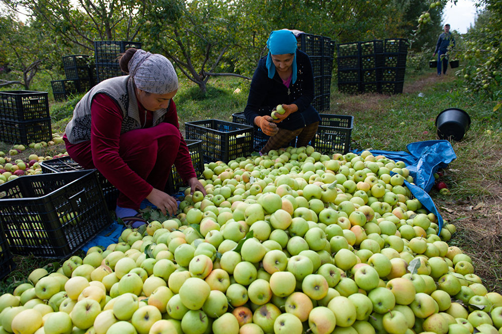 как собирать яблоки