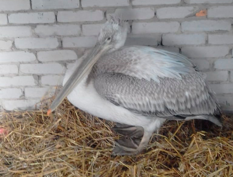 Кудрявый пеликан поселился у жителей Костаная
