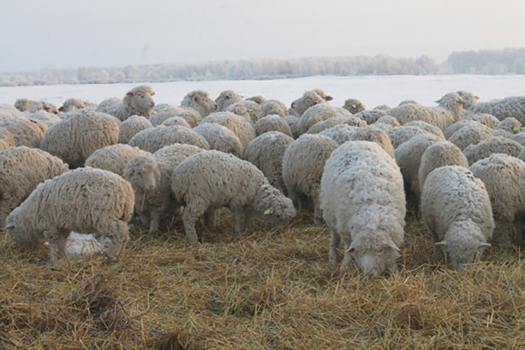Сельхозпредприятие в ауле Маметкино четыре года назад завезло в район 300 голов овец горноалтайской породы, в 2016 году закупили еще 500 голов